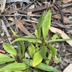 Podolepis jaceoides at Rendezvous Creek, ACT - 26 Mar 2022 12:52 PM