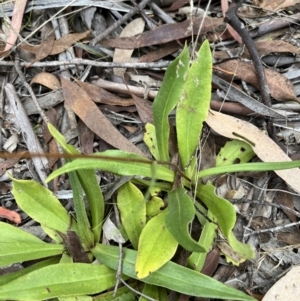 Podolepis jaceoides at Rendezvous Creek, ACT - 26 Mar 2022