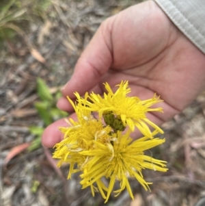 Podolepis jaceoides at Rendezvous Creek, ACT - 26 Mar 2022