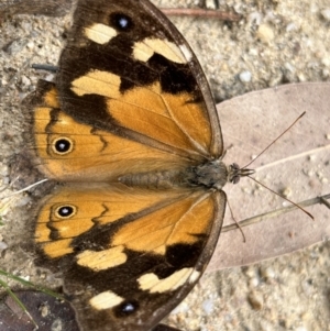 Heteronympha merope at Rendezvous Creek, ACT - 26 Mar 2022 12:21 PM