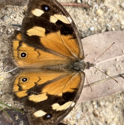 Heteronympha merope (Common Brown Butterfly) at Rendezvous Creek, ACT - 26 Mar 2022 by GG