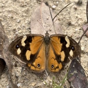 Heteronympha merope at Rendezvous Creek, ACT - 26 Mar 2022