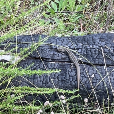 Liopholis whitii (White's Skink) at Rendezvous Creek, ACT - 26 Mar 2022 by GG