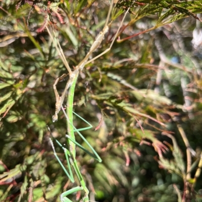 Mantidae (family) adult or nymph at Gordon, ACT - 20 Mar 2022 by GG