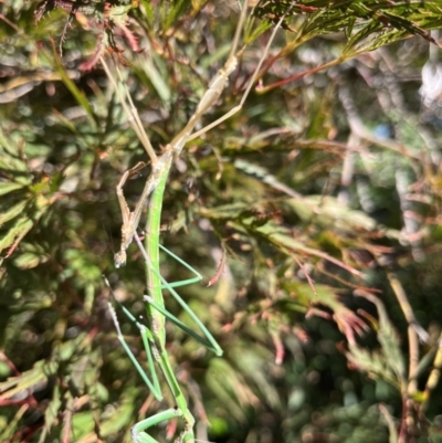 Unidentified Praying mantis (Mantodea) at Gordon, ACT - 20 Mar 2022 by GG