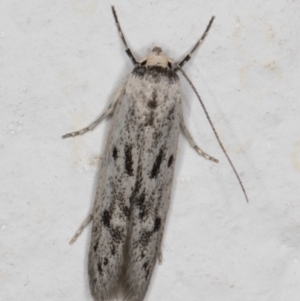 Oecophoridae provisional species 2 at Melba, ACT - 10 Feb 2022 10:57 PM