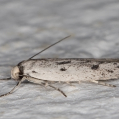 Oecophoridae provisional species 2 at Melba, ACT - 10 Feb 2022 10:57 PM