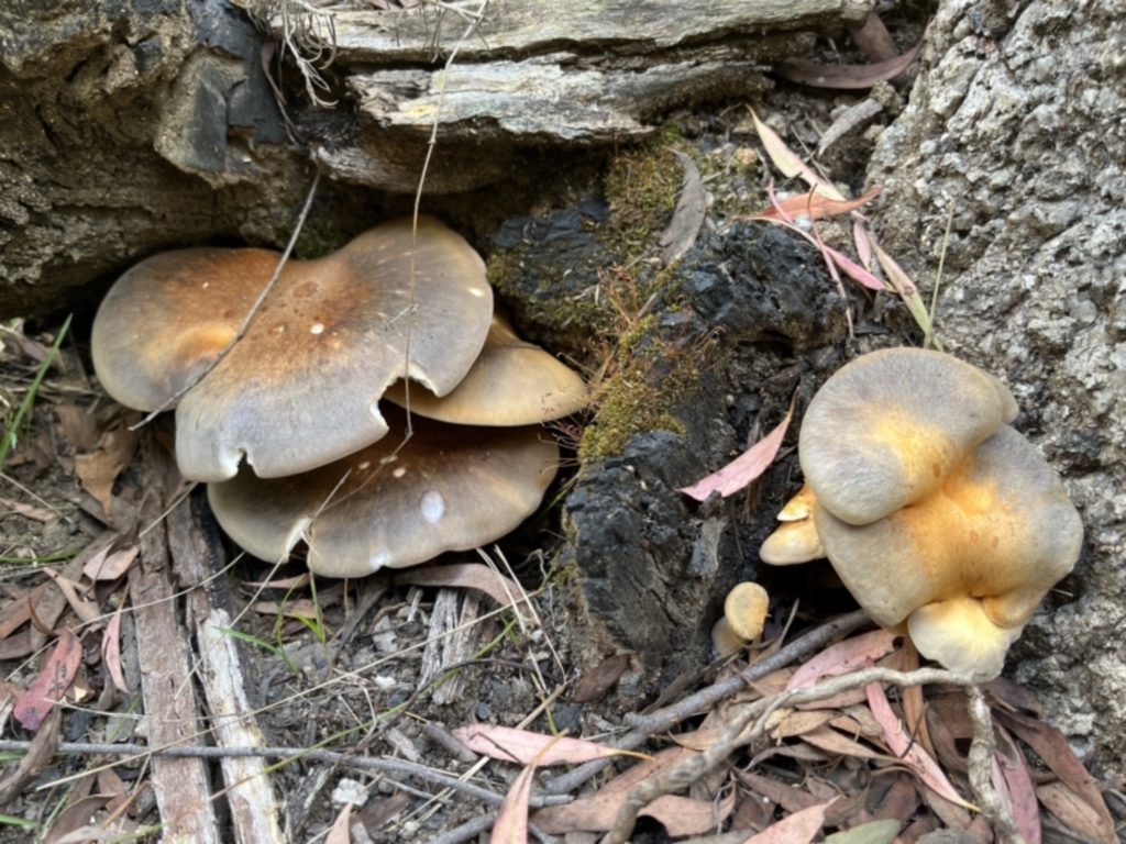 zz agaric (stem; gill colour unknown) at Paddys River, ACT - 13 Feb 2022