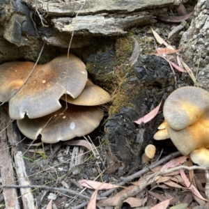 zz agaric (stem; gill colour unknown) at Paddys River, ACT - 13 Feb 2022