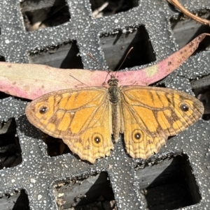 Geitoneura acantha at Paddys River, ACT - 13 Feb 2022