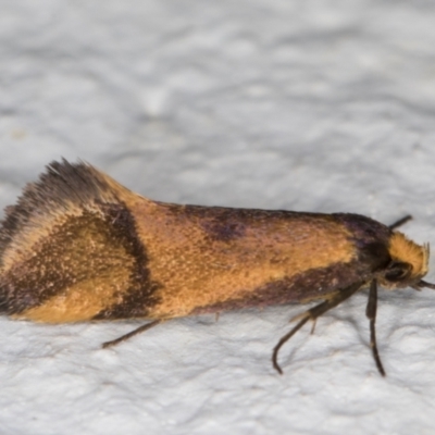Isomoralla pyrrhoptera (A concealer moth) at Melba, ACT - 10 Feb 2022 by kasiaaus