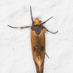 Isomoralla pyrrhoptera at Melba, ACT - 10 Feb 2022