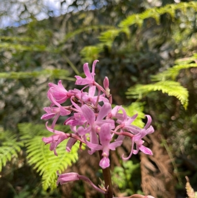 Dipodium roseum (Rosy Hyacinth Orchid) at Tidbinbilla Nature Reserve - 13 Feb 2022 by GG