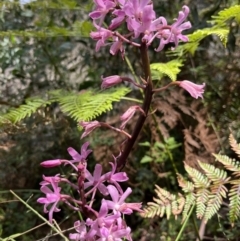 Dipodium roseum at Paddys River, ACT - 13 Feb 2022