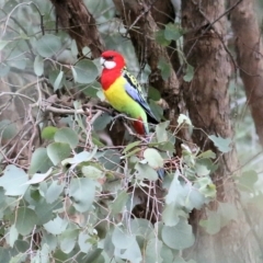 Platycercus eximius (Eastern Rosella) at Thurgoona, NSW - 2 Apr 2022 by KylieWaldon