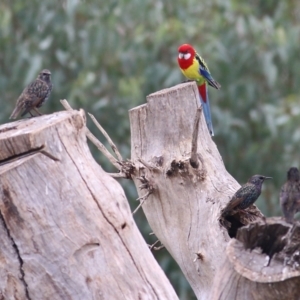 Platycercus eximius at Thurgoona, NSW - 3 Apr 2022