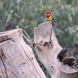 Platycercus eximius at Thurgoona, NSW - 3 Apr 2022 09:56 AM