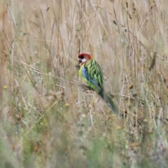 Platycercus eximius at Thurgoona, NSW - 3 Apr 2022