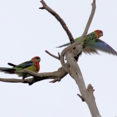 Platycercus eximius at Thurgoona, NSW - 3 Apr 2022