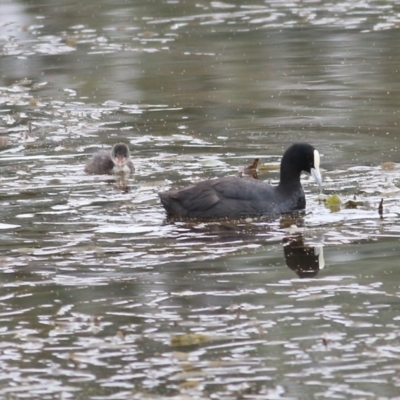 Fulica atra (Eurasian Coot) at Thurgoona, NSW - 2 Apr 2022 by KylieWaldon