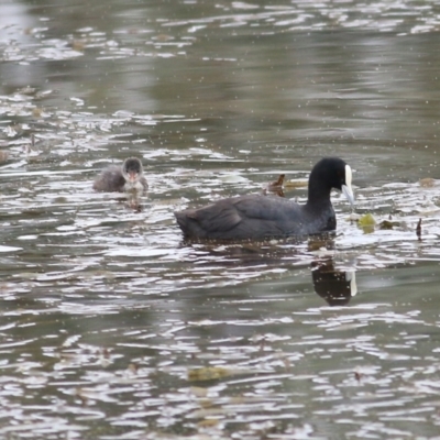 Fulica atra (Eurasian Coot) at Thurgoona, NSW - 3 Apr 2022 by KylieWaldon