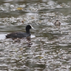 Fulica atra at Thurgoona, NSW - 3 Apr 2022 09:52 AM