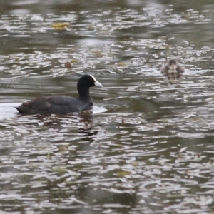 Fulica atra at Thurgoona, NSW - 3 Apr 2022 09:52 AM