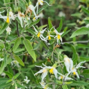 Solanum chenopodioides at Googong, NSW - 3 Apr 2022 10:00 AM