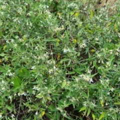 Solanum chenopodioides at Googong, NSW - 3 Apr 2022