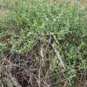 Solanum chenopodioides at Googong, NSW - 3 Apr 2022 10:00 AM