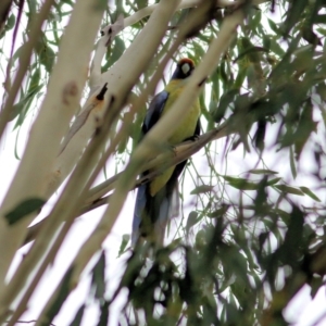 Platycercus elegans flaveolus at Thurgoona, NSW - 3 Apr 2022 10:05 AM