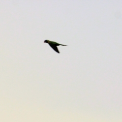 Trichoglossus moluccanus (Rainbow Lorikeet) at Thurgoona, NSW - 3 Apr 2022 by KylieWaldon