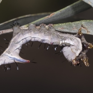 Neola semiaurata at Acton, ACT - 4 Feb 2022