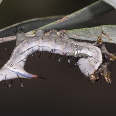 Neola semiaurata (Wattle Notodontid Moth) at Acton, ACT - 4 Feb 2022 by AlisonMilton