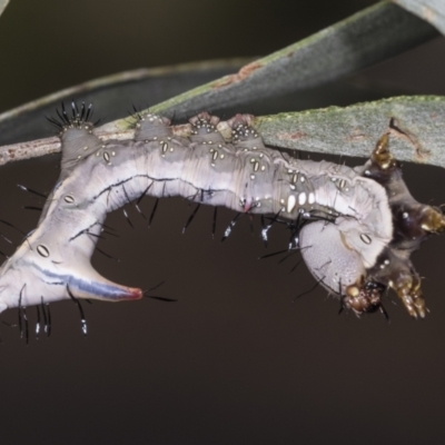 Neola semiaurata (Wattle Notodontid Moth) at Acton, ACT - 3 Feb 2022 by AlisonMilton