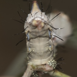 Neola semiaurata at Acton, ACT - 4 Feb 2022