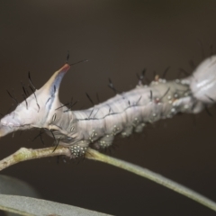 Neola semiaurata at Acton, ACT - 4 Feb 2022 10:52 AM