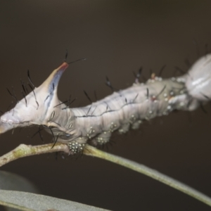 Neola semiaurata at Acton, ACT - 4 Feb 2022