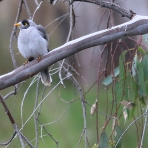 Manorina melanocephala at Thurgoona, NSW - 3 Apr 2022 10:03 AM