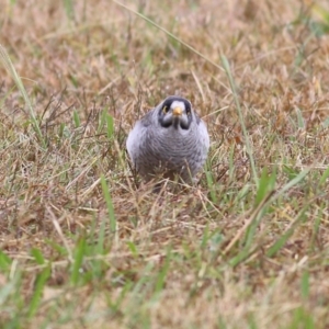 Manorina melanocephala at Thurgoona, NSW - 3 Apr 2022 10:03 AM