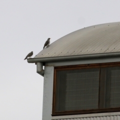 Manorina melanocephala at Thurgoona, NSW - 3 Apr 2022