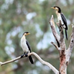 Microcarbo melanoleucos (Little Pied Cormorant) at Thurgoona, NSW - 2 Apr 2022 by KylieWaldon