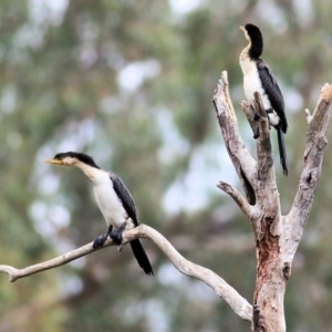 Microcarbo melanoleucos at Thurgoona, NSW - 3 Apr 2022 09:34 AM