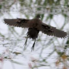 Gallinula tenebrosa (Dusky Moorhen) at Charles Sturt University - 2 Apr 2022 by KylieWaldon