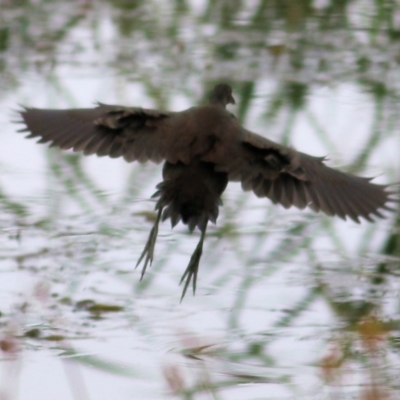 Gallinula tenebrosa (Dusky Moorhen) at Thurgoona, NSW - 3 Apr 2022 by KylieWaldon