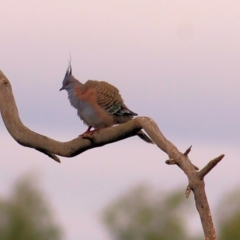 Ocyphaps lophotes (Crested Pigeon) at Charles Sturt University - 2 Apr 2022 by KylieWaldon