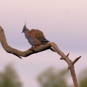 Ocyphaps lophotes at Thurgoona, NSW - 3 Apr 2022 09:37 AM