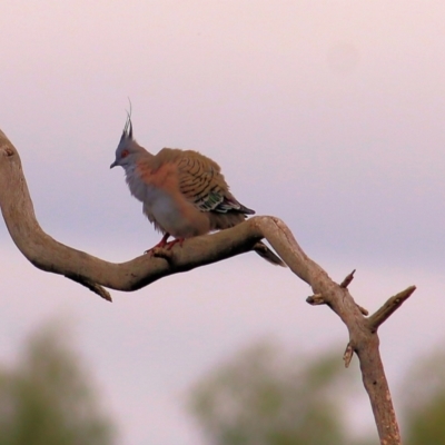 Ocyphaps lophotes (Crested Pigeon) at Thurgoona, NSW - 3 Apr 2022 by KylieWaldon