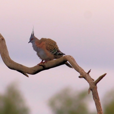 Ocyphaps lophotes (Crested Pigeon) at Albury - 2 Apr 2022 by KylieWaldon