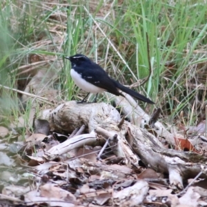 Rhipidura leucophrys at Thurgoona, NSW - 3 Apr 2022